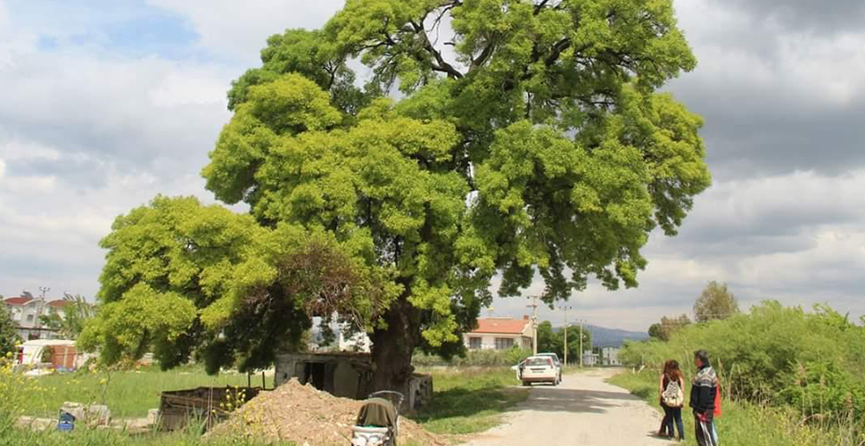 Kuşadası Belediyesi etrafına hafriyat dökülen 300 yıllık anıt ağacını temizledi