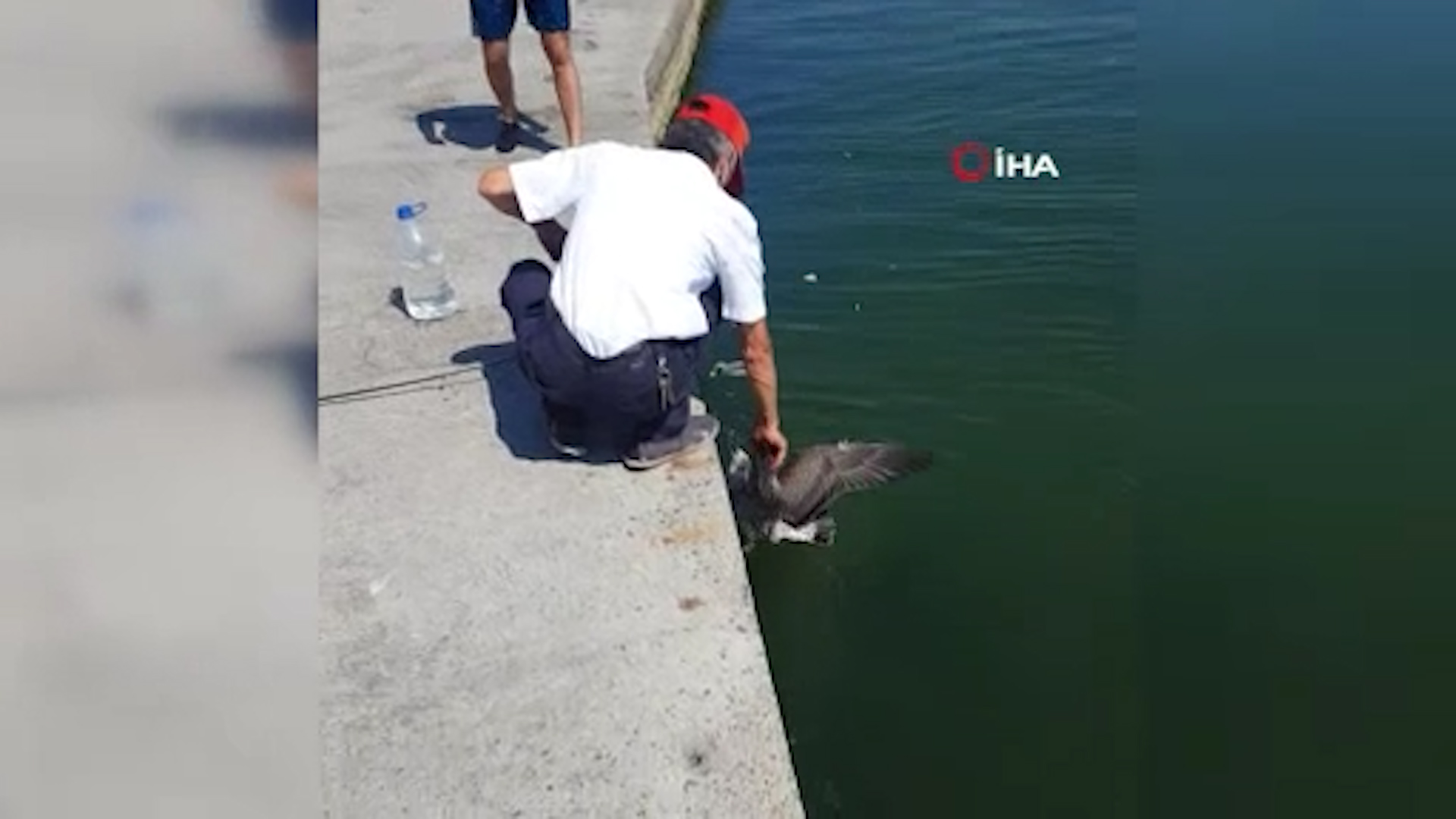 Görüntüler Büyükçekmece Sahili'nden: Oltaya balık değil martı takıldı