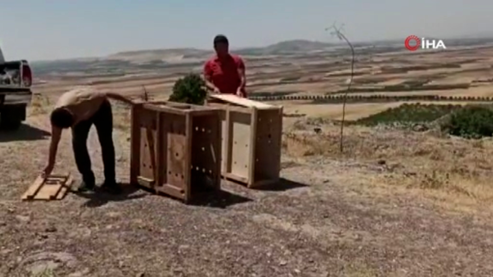 Tedavileri biten yavru tilkiler doğaya bırakıldı