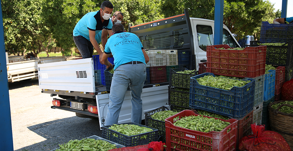 Aydın Büyükşehir Belediyesi 5 ton bamya satın alarak Aydınlı üreticiyi rahatlattı