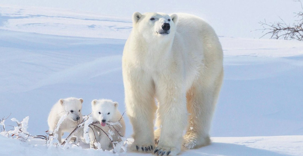 2100 yılına kadar kutup ayılarının nesli tükenebilir