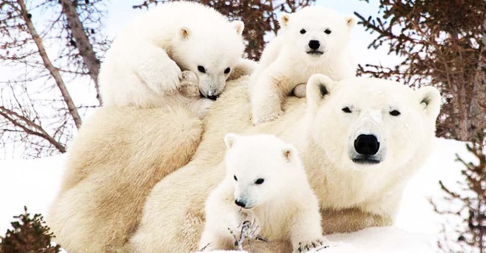 Nature Climate Change: Kutup ayıları 22'nci yüzyılı göremeyecek