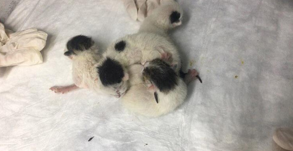 Yapışık dördüz kediler, operasyonla birbirinden ayrıldı