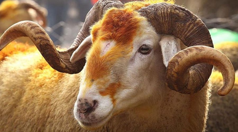 Mehmetçik Vakfı kurbanlık bağış fiyatları ne kadar? Mehmetçik Vakfına nasıl bağış yapılır?