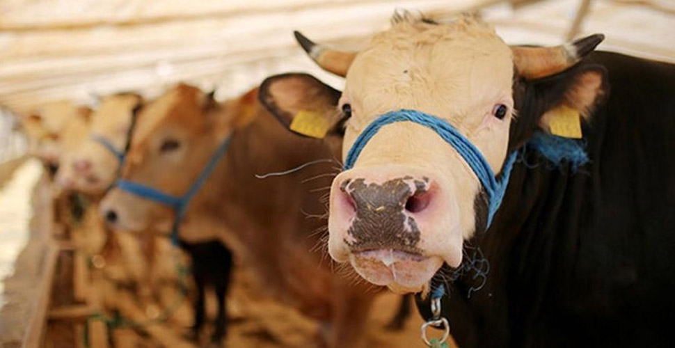 İBB'nin askıda kurban kampanyasında 2 milyon 353 lira toplandı