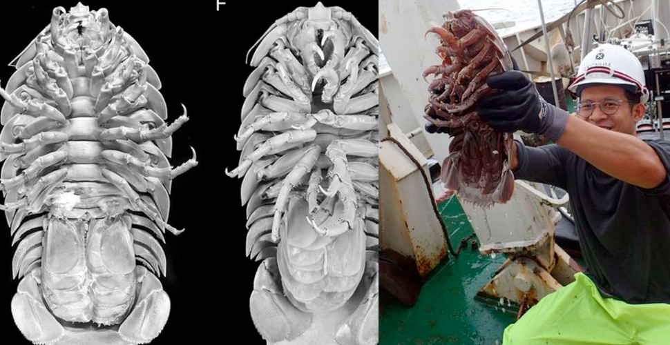 Okyanusun dibinde dev hamam böceği keşfİ