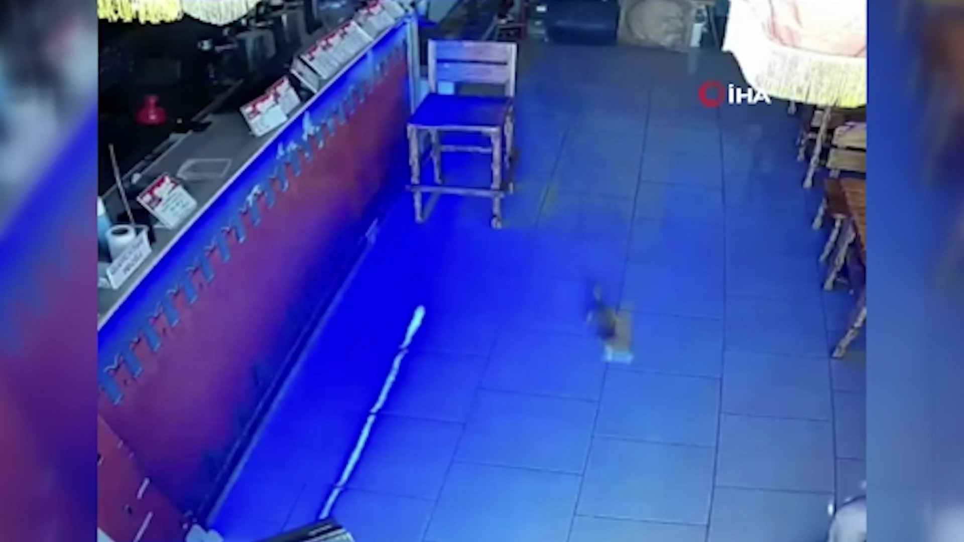 Rusya�da kasadan bir tomar para çalan kedi suçüstü yakalandı