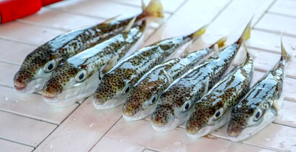 Arkadaşının “Ye bir şey olmaz“ dediği balon balığı, talihsiz adamı canından etti
