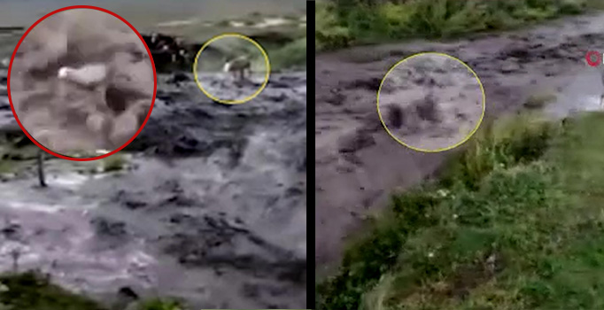 Ardahan'da akıntıya kapılan dana böyle sürüklendi