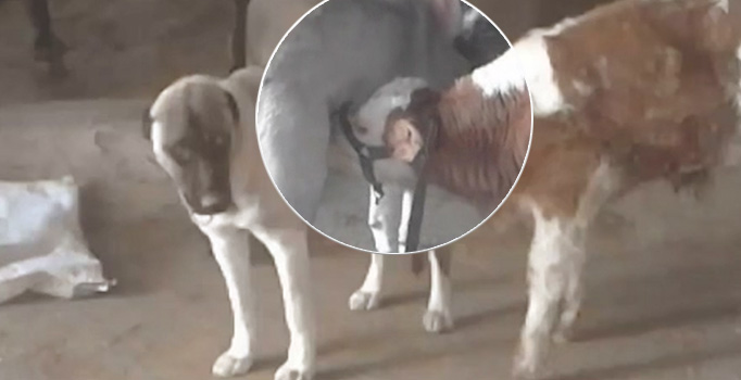 Tunceli'de yürekleri ısıtan görüntü: Annesi ölen danayı köpek emziriyor