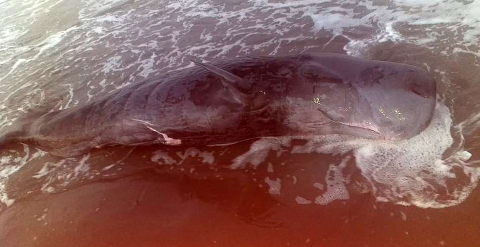 Adana'da kıyıya ölü balina yavrusu vurdu