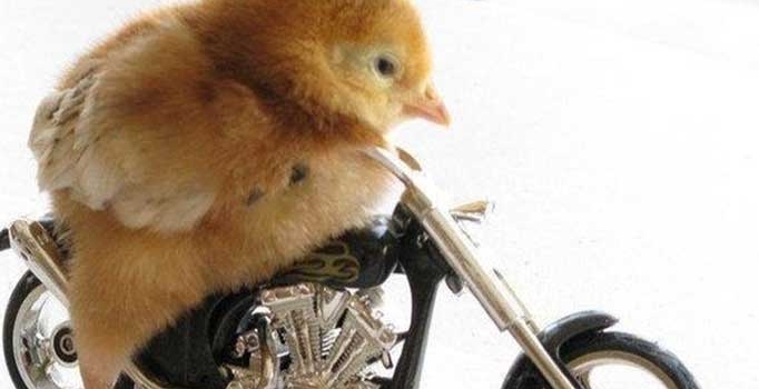 Çayın yanında tadımlık capsler