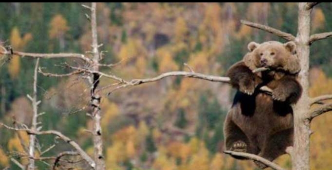 Bu hayvanlar ne konuşuyor?