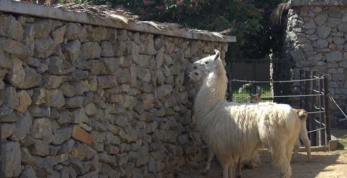 Arkadaşım espri yapınca ben