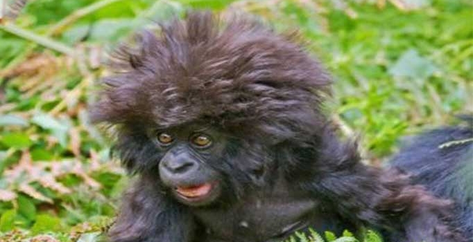 Haftanın konuşan hayvanları