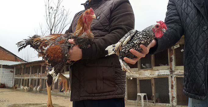 Dunyanin En Buyuk Tavugu