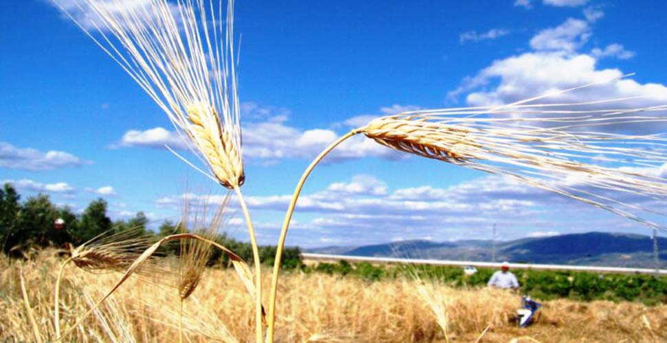 Türkiye 500 bin ton buğday ithal edecek