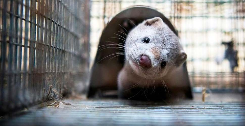 Hollanda'da vizon çiftlikleri kapatılacak