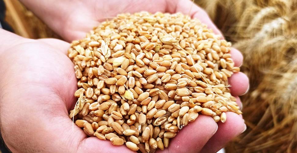 Çiftçiye kötü haber! Tohum yüzde 20 zamlandı