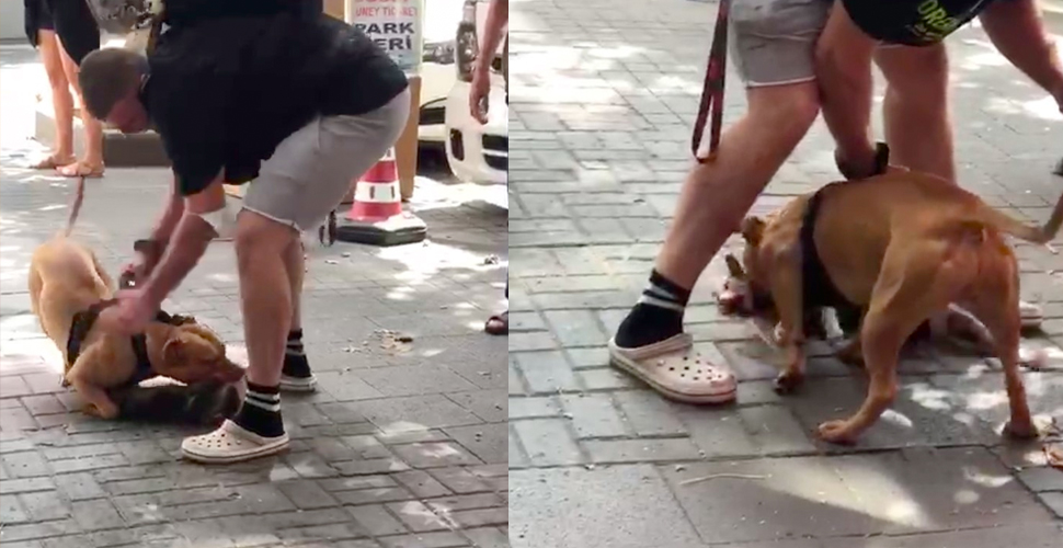 İstanbul’un göbeğinde pitbull dehşeti kamerada
