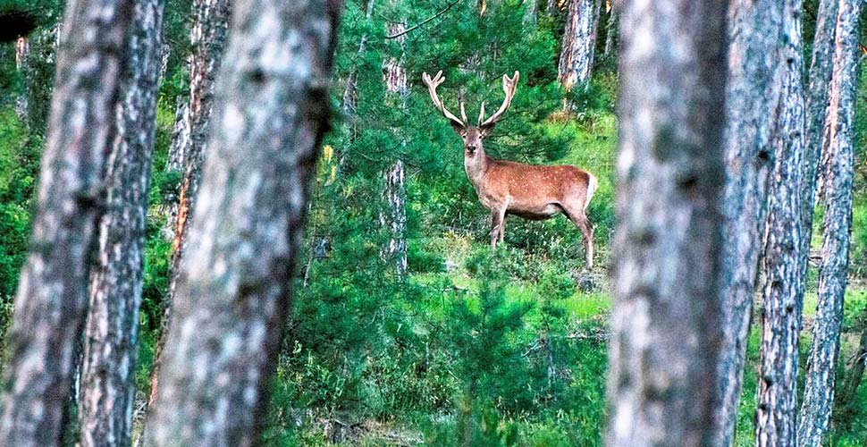Yaban hayatının 3'te ikisi 50 yılda yok oldu