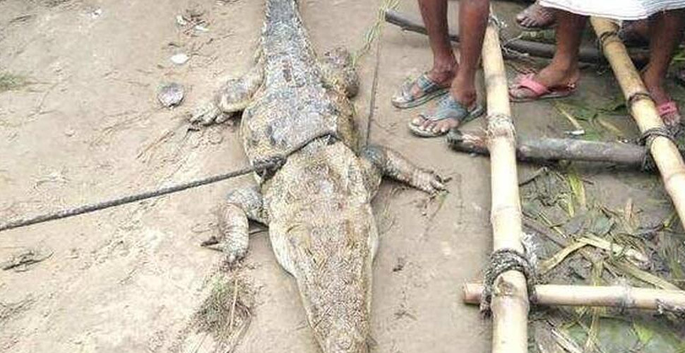 Hindistan'da şaşkına çeviren olay! Yakaladıkları timsah için fidye istediler