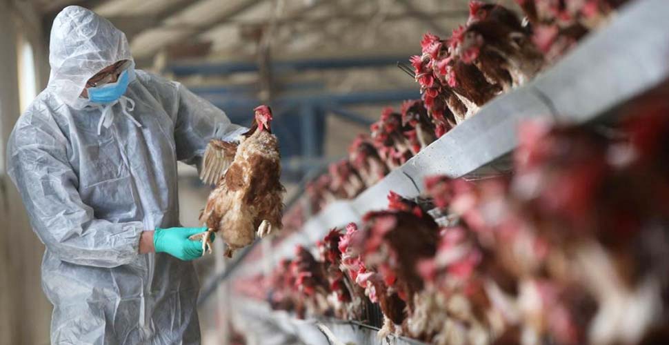 Kazakistan'da kuş gribi tespit edildi