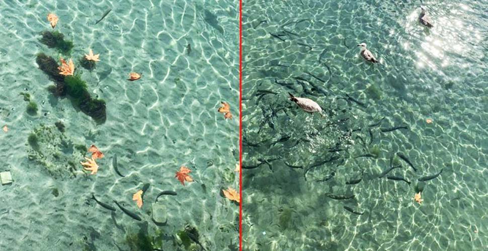 İmamoğlu'ndan 'Kurbağalıdere' paylaşımı: Koku gitti balıklar döndü