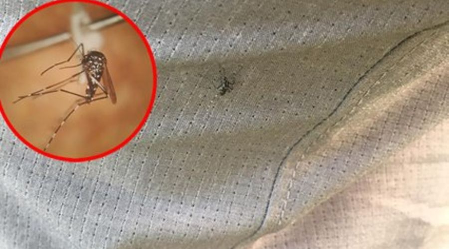 Asya Kaplan Sivrisineği nedir?