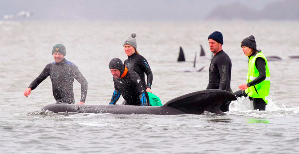 Avustralya'da sığ sularda mahsur kalan balina sayısı 470’e çıktı