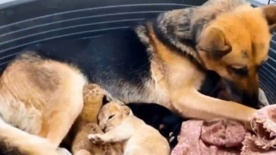Terk edilen aslan yavrularına köpek annelik yaptı