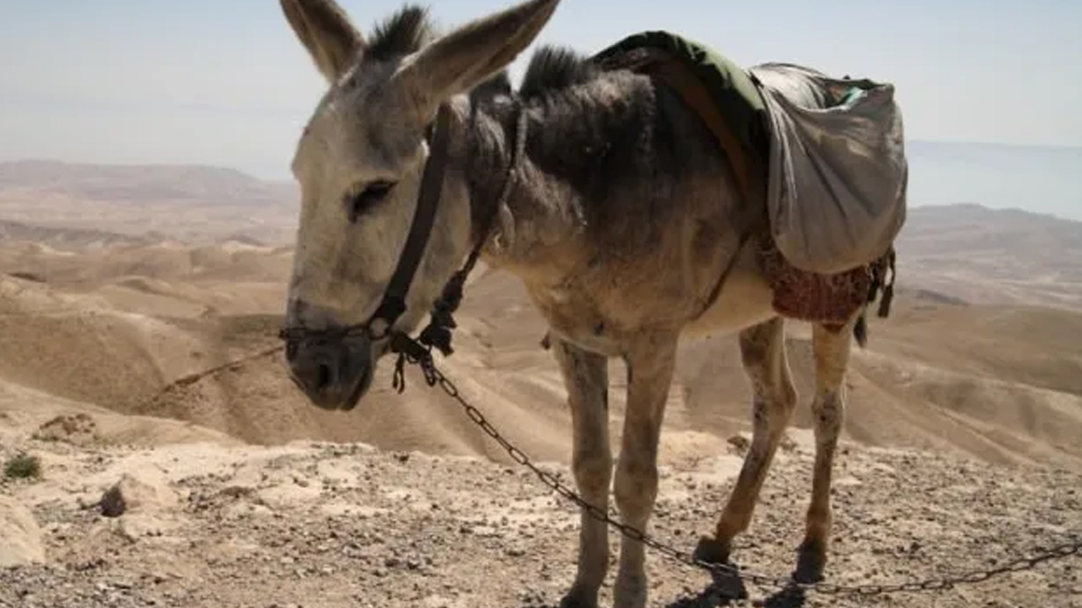 Bomba yüklü eşekle terör saldırısı