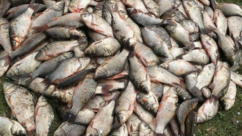 Yeşilırmak ve Kızılırmak’ta 'İsrail sazanı' tehdidi