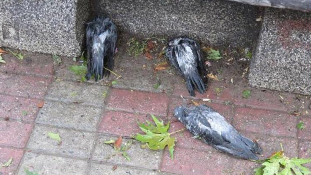 Kadıköy'de dolu nedeniyle kuşlar öldü