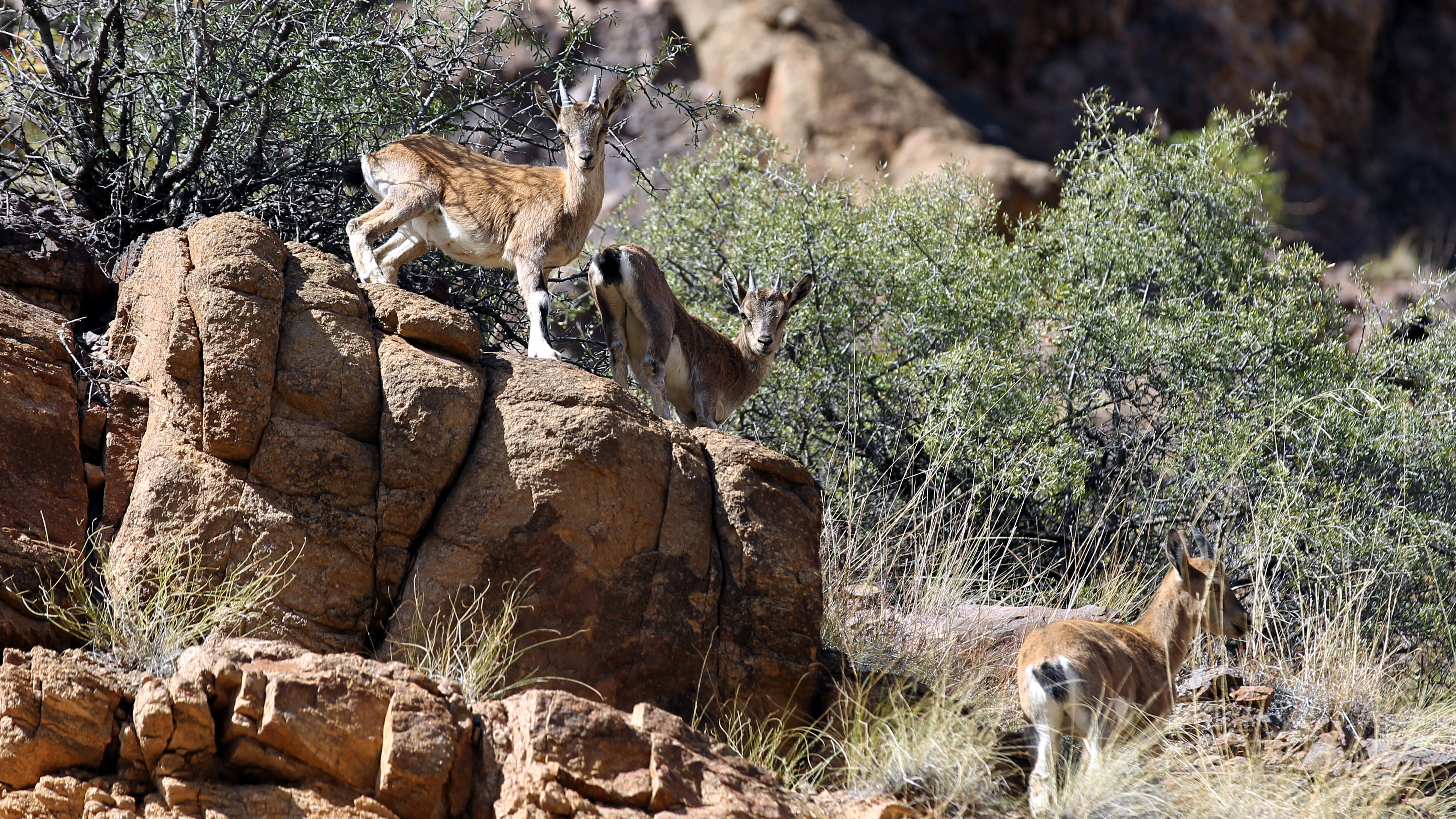 Erzurum'da yaban keçisi sürüsü görüntülendi