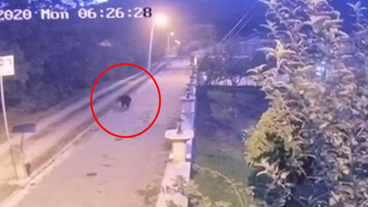 Bursa'da mahalleye inen ayı panik oluşturdu