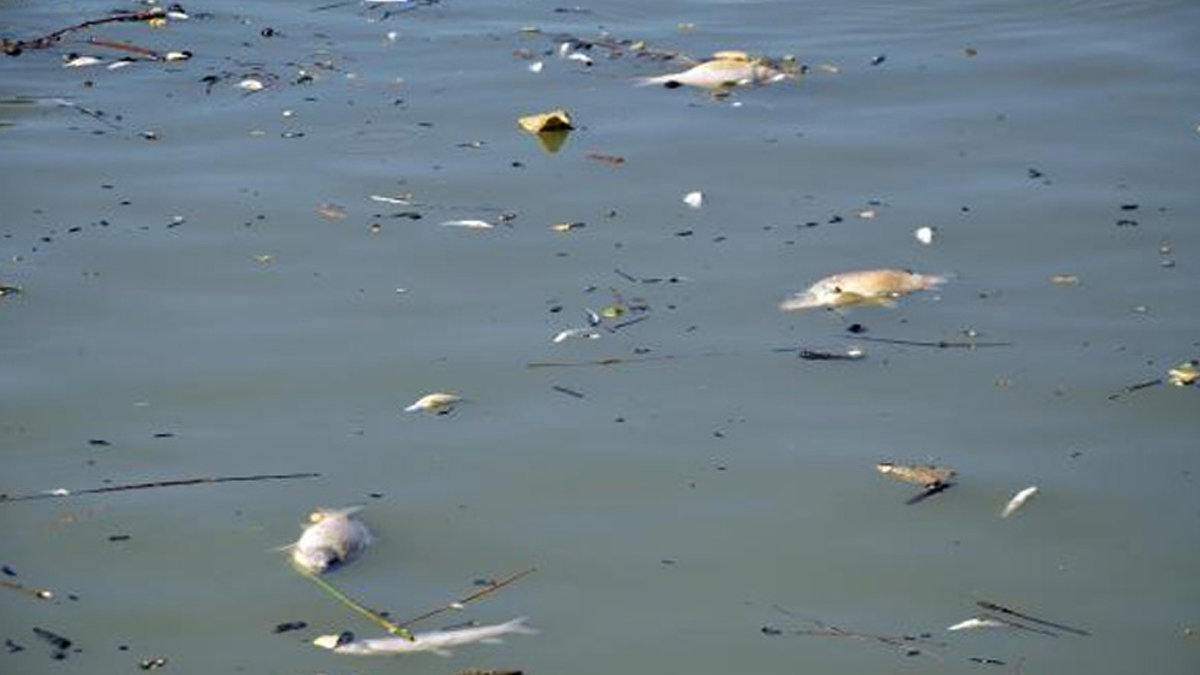 Nehirde ölen balıkları toplayıp yediler