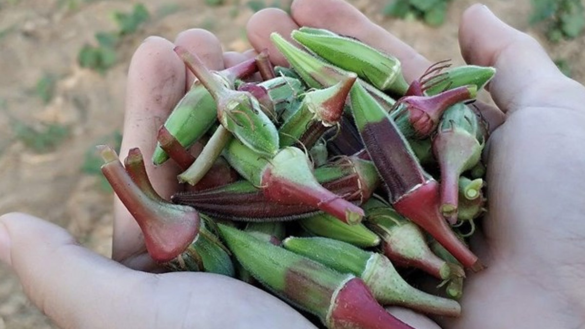 Bornova'nın kınalı bamyasına coğrafi işaret belgesi