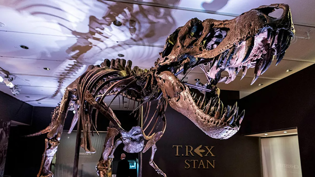 ABD'de 67 milyon yıllık dinozor iskeleti 31.85 milyon dolara satıldı