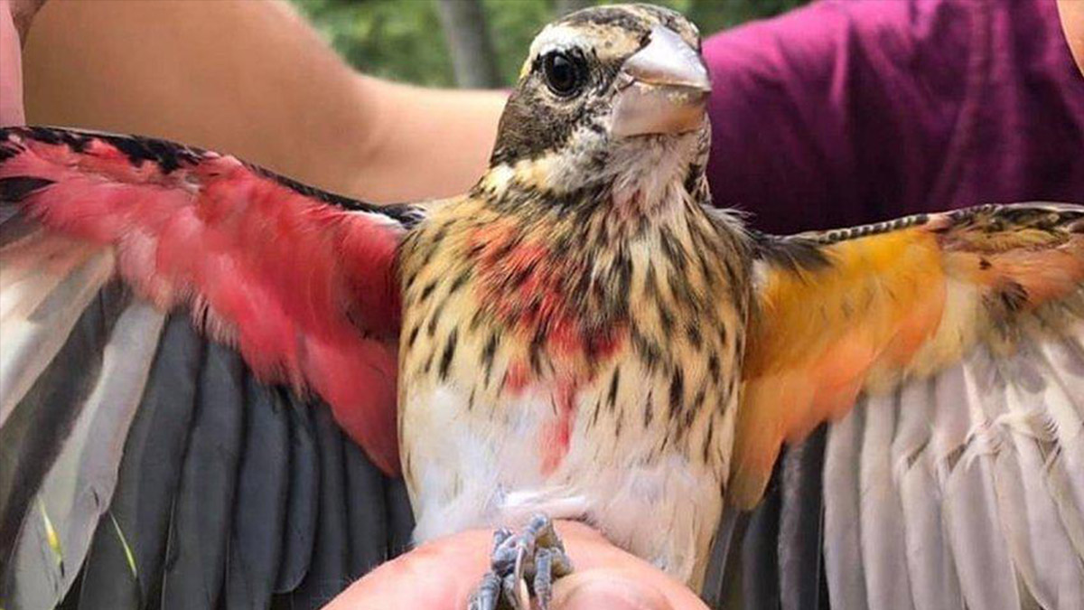 Bilim dünyası şaşkın: Yarısı erkek yarısı dişi kuş