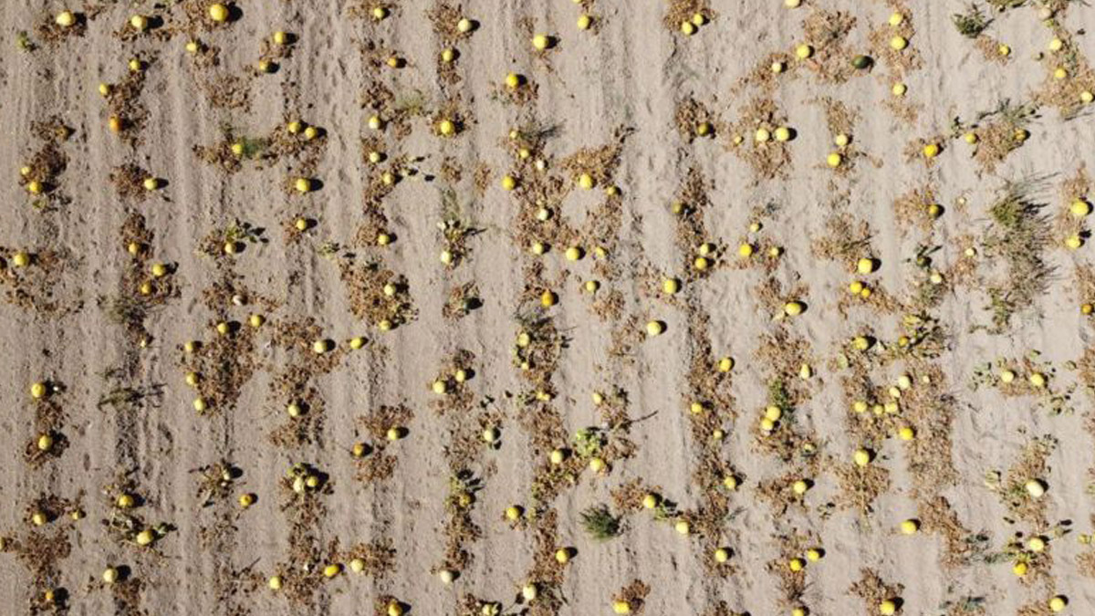 Türkiye bitki ve tohumlarına sahip çıktı
