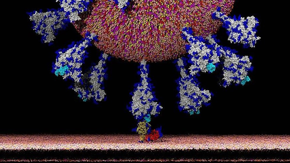 Böyle istila ediyor! Koronanın hücreye girişi ilk kez bu kadar net görüntülendi