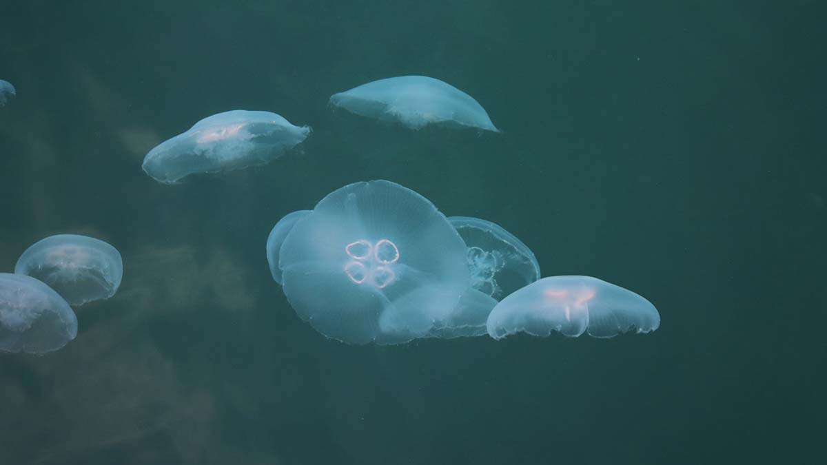 Marmara'yı denizanaları bastı