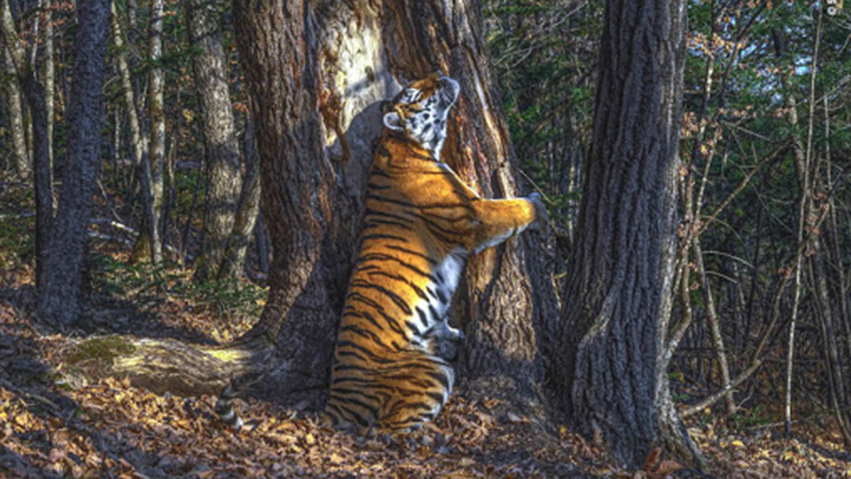 Rus fotoğrafçı Gorshkov'un çalışması yılın karesi seçildi: 11 ay sabretti ödülü kaptı