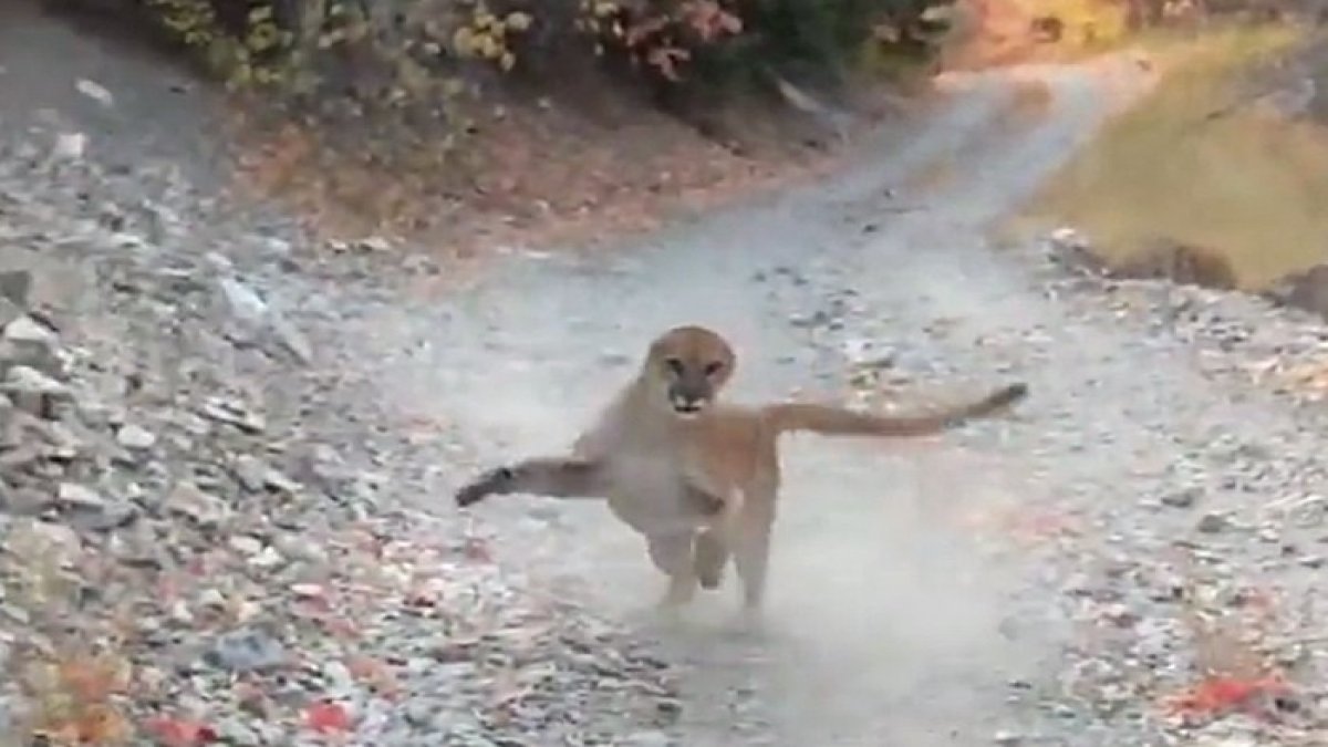 ABD'de koşu yapan gencin peşine puma takıldı