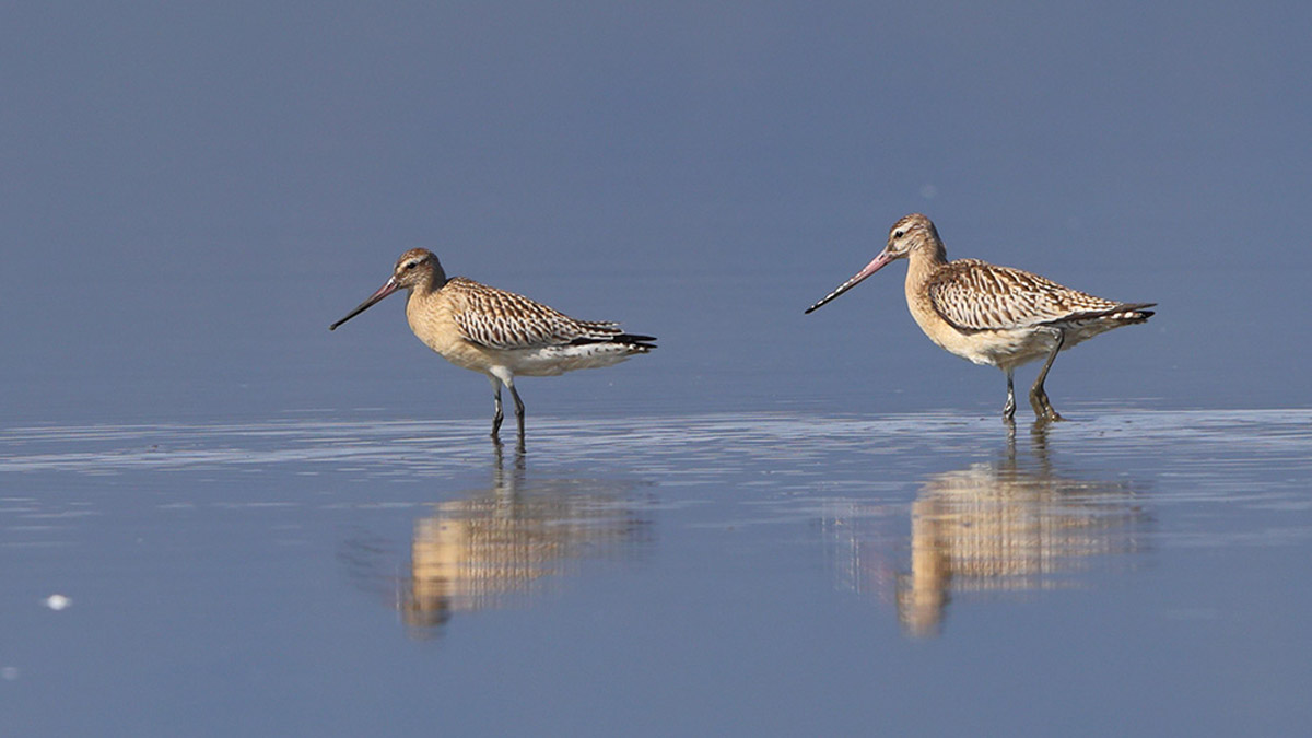 İç organlarını küçültebiliyor! 12 bin kilometre aralıksız uçarak rekor kırdı