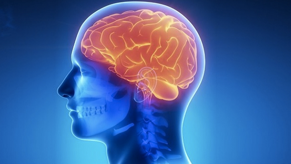 Bilim insanları, kafatasında yeni bir organ buldu