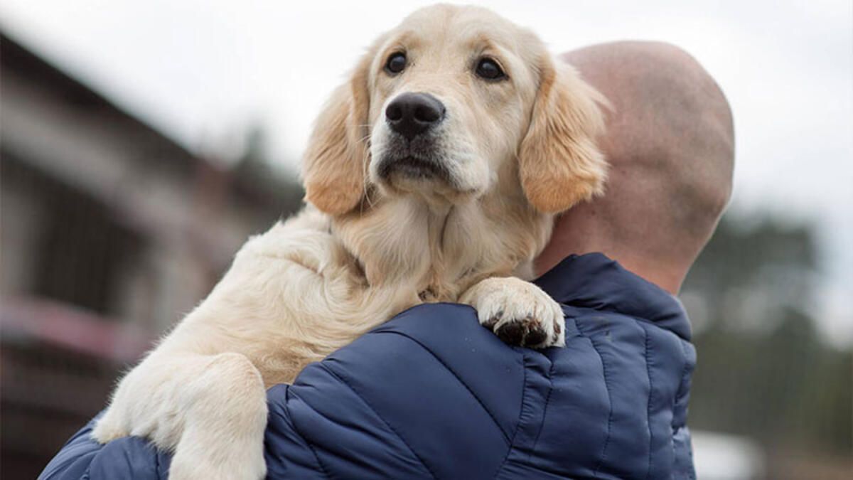Köpekler koronavirüsü tespit edebilir mi? İngilizler köpekleri eğitmeye