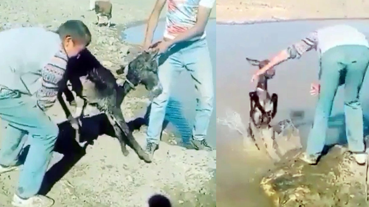 Sıpaya işkencenin bedeli 947 lira!