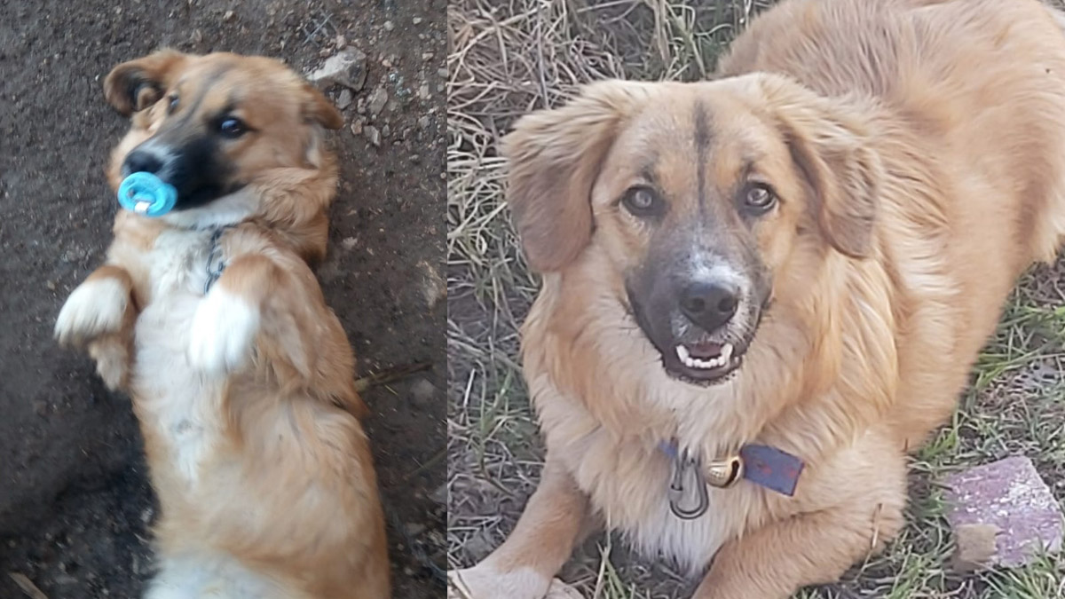 'Paşa'yı kümesindeki yumurtaları alıyor diye av tüfeğiyle öldürdü